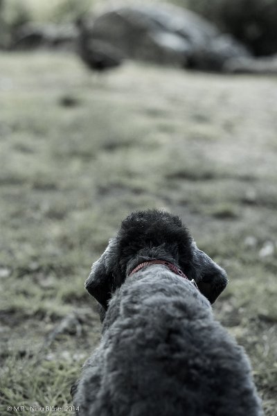 2014-06-2 Cherry-6279.jpg - 9 Wochen / 9 weeksFirst time out to meet some ducks.